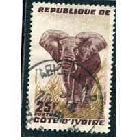 Кот д Ивуар. Фауна. Слон