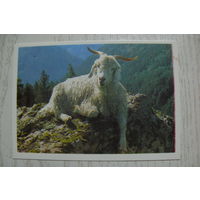 Календарик, 1990, Коза в горах.