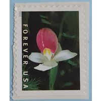 2020 Цветы - Дикие орхидеи. США