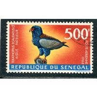 Сенегал. Фауна. Орел-скоморох