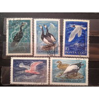 1972 Водоплавающие птицы Полная серия