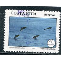 Коста Рика. Фауна. Дельфины