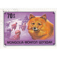 Монгольская Народная Республика: Собака рыжая