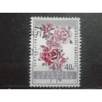Бельгия 1960 Цветы  40с