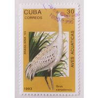 Куба 1993, птица