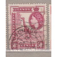 Британские колонии  Кения Уганда Танганьика 1954 год лот 11 Фауна животные Жираф Известные личности Королева Елизавета II