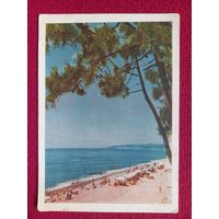 Сочи. Пляж. Трахман 1956 г. Чистая. К-1