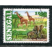 Сенегал. Фауна