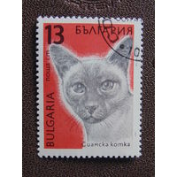 Болгария 1989 г. Сиамская кошка.
