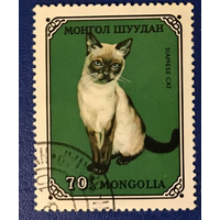 1979 Монголия фауна кошки