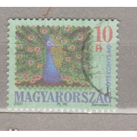 Птицы  Фауна  Павлин Венгрия 2001 год лот 1071