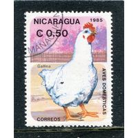 Никарагуа. Домашние птицы