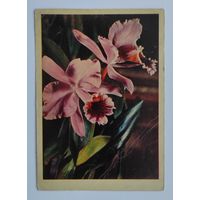 Почтовая карточка 1963 г. "Орхидея". Фото Е. Игнатович.
