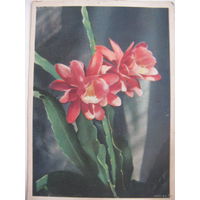 Филлкактус  -1959г.  цветы