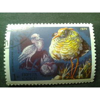 СССР 1975 птицы