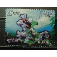 Индия 2006 Растение