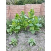 Семена Табак Теннесси Берли (Семян в 1 навеске 500 шт)