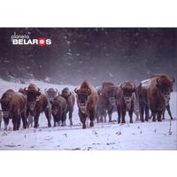 Беларусь 2022 посткроссинг фауна зубры