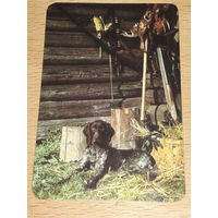 Календарик 1977 Охотничья собака