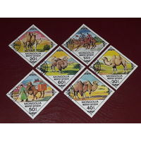 Монголия 1978 Фауна. Верблюды. 6 марок