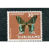 Суринам. Фауна. Бабочка