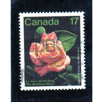 Канада. Цветы. Роза Монреаль. 1981.