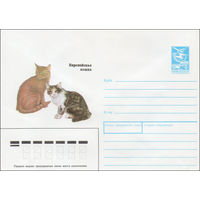 Художественный маркированный конверт СССР N 89-226 (28.04.1989) Европейская кошка