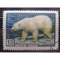 1957, Белый медведь
