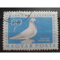 Венгрия 1957 голубь