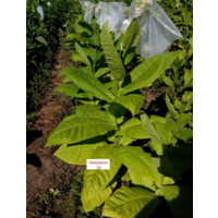 Семена Табак Американ 26 (Семян в 1 навеске 100 шт)