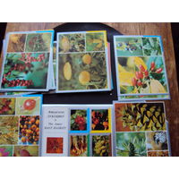 Набор открыток по флоре приамурской тайги. 1979 год издания.36 открыток.