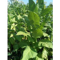 Семена Табак Ароматный (Харманли 11+ Американ 572) (Семян в 1 навеске 100 шт)