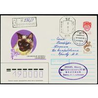 СССР 1990-1991 гг Художественный маркированный конверт ХМК с провизориями Сиамская кошка силпойнт