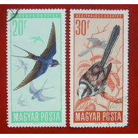 Венгрия. Птицы. ( 2 марки ) 1966 года. 8-7.