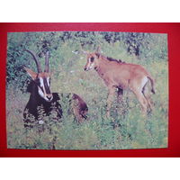 Назаров Э.(фото), Черные антилопы, 1988, чистая.