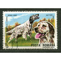Английский сеттер. Собаки. Румыния. 1990