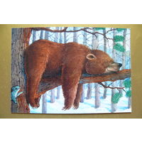 Современная открытка, Jeffrey Severn, чистая; медведь, 67.