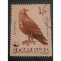 Венгрия 1983. Фауна. Хищные птицы. Aquila Pomarina. Марка из серии