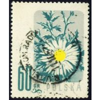 Цветы Польша 1957 год 1 марка