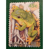 Австралия 1999. Фауна. Magnificient Tree Frog