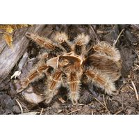 Tliltocatl albopilosum (ex. Вrachypelma albopilosum) молодь паука-птицееда около 1 см по телу