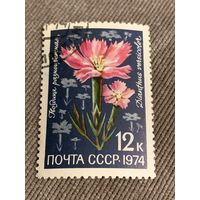 СССР 1974. Гвоздика разноцветная. Марка из серии