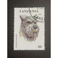Танзания 1993. Собаки