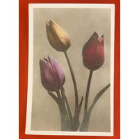 Тюльпаны. Подписанная. 1957 года. Фото Лайванта. 131.