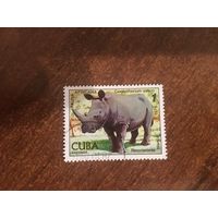 Куба 1978. Фауна. Носорог