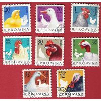 Румыния 1963 Домашняя птица