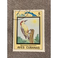 Куба 1983. Птицы. Melanerpes superciliaris. Марка из серии