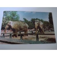Открытка "Слоны азиатские" 1968г.