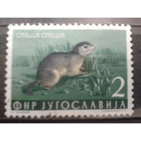 Югославия 1954 фауна