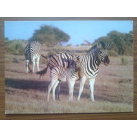 Южная Африка 1999 зебры ПК прошедшая почту